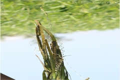 Vallisneria spiralis